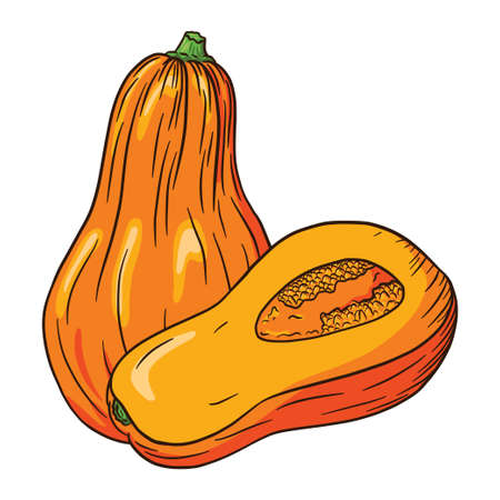 Ripe Butternut Squash Illustration. Autumn pumpkin Icon. Fresh gourd sketch.のイラスト素材