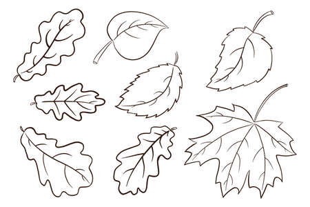 Autumn Leaves Collection. Forest foliage illustration set. Oak, maple and hazel leaf. Autumn decorative elements for print, sticker, invitation and greeting card design and decoration. Premium Vectorのイラスト素材