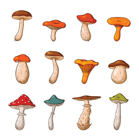 Forest Mushroom Big Set. Hand drawn edible and poisonous mushrooms Collection. Vector illustration for logo, menu, print, sticker, package design and decoration. Premium Vectorのイラスト素材