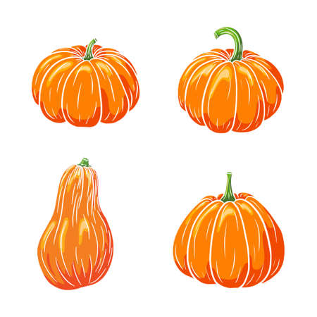 Juicy Pumpkins Collection. Ripe Pumpkin Illustrations Set for stickers, prints, invitation, menu and greeting cards design and decoration. Premium Vectorのイラスト素材