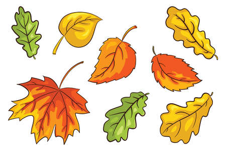 Hand Drawn Autumn Leaves Set. Collection of forest foliage. Oak, maple and hazel leaf. Autumn decorative elements for prints, stickers, invitation and greeting cards design and decoration. Premium Vectorのイラスト素材