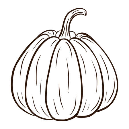 Line Art Juicy Pumpkin Illustration. Autumn Food Icon. Ripe squash sketch. Element for autumn decorative design.のイラスト素材