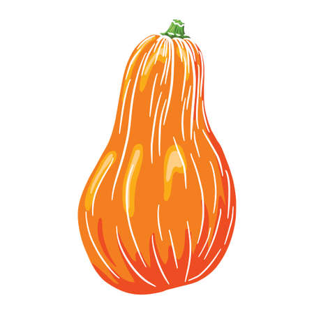 Butternut Squash. Autumn pumpkin Icon. Fresh gourd sketch. Element for autumn decorative design.のイラスト素材
