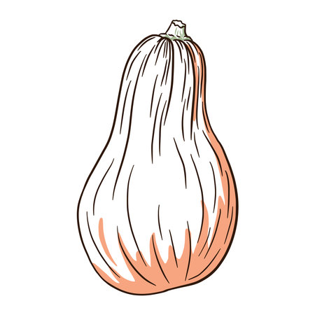 Butternut Squash Image. Autumn pumpkin Illustration. Fresh gourd sketch.のイラスト素材