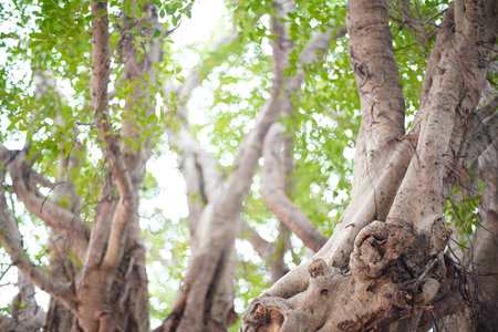 Looking up at the old tree