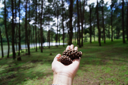 cropped view of hand holding pine cones in the forest
