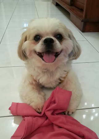 A smiling dogの写真素材