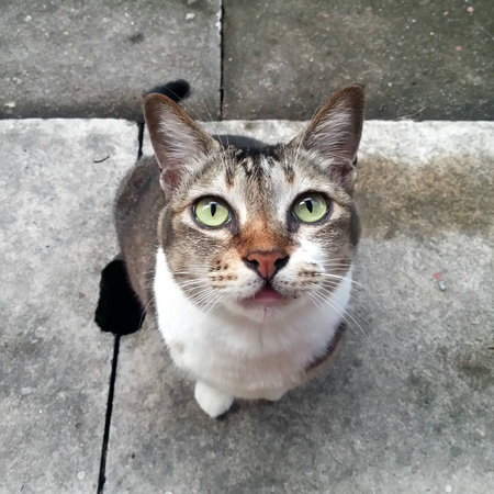 A cat looking upの写真素材