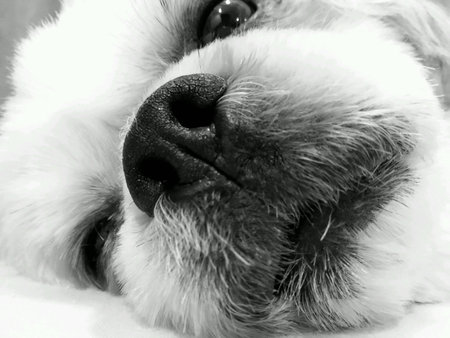 Dog Dreaming