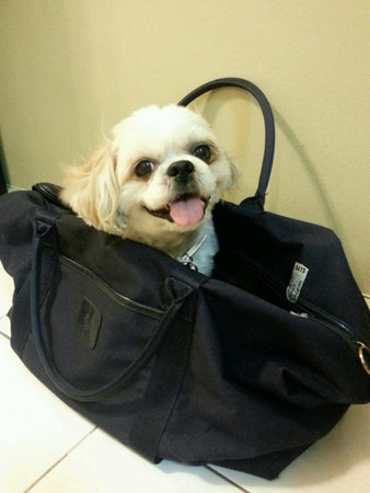 Dog in Bagの素材