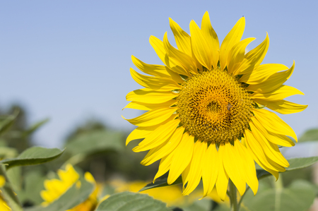 The sun flower in the park, Thailandの写真素材