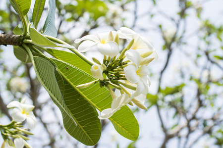 The plumeria in the public park, Thailand.の写真素材