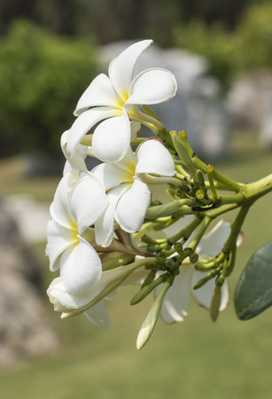 The plumeria in the public park, Thailand.の写真素材