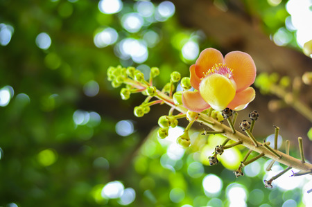 Sal flower in the temple, Bangkok Thailandの写真素材