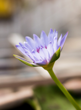 Lotus flower in front of the church, Buddha Bucha Temple - Bangkok Thailand.の写真素材