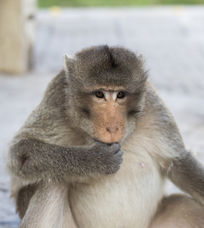 The crab-eating macaque (Macaca fascicularis), also known as the long-tailed macaque, is a cercopithecine primate native to Southeast Asiaの写真素材