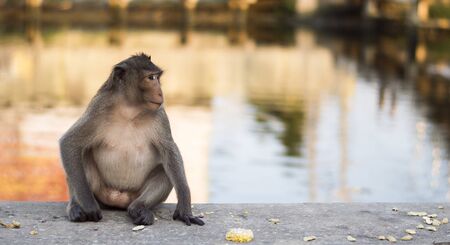The crab-eating macaque (Macaca fascicularis), also known as the long-tailed macaque, is a cercopithecine primate native to Southeast Asiaの写真素材