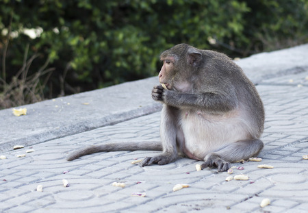 The crab-eating macaque (Macaca fascicularis), also known as the long-tailed macaque, is a cercopithecine primate native to Southeast Asiaの写真素材