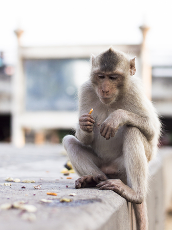 The crab-eating macaque (Macaca fascicularis), also known as the long-tailed macaque, is a cercopithecine primate native to Southeast Asiaの写真素材