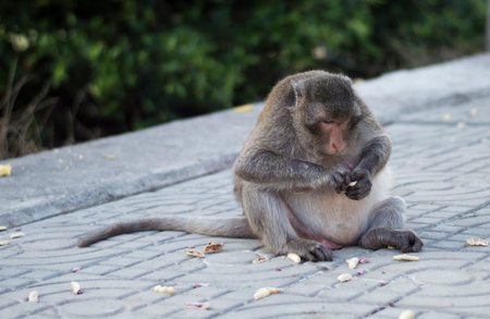 The crab-eating macaque (Macaca fascicularis), also known as the long-tailed macaque, is a...