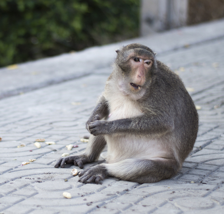 The crab-eating macaque (Macaca fascicularis), also known as the long-tailed macaque, is a cercopithecine primate native to Southeast Asiaの写真素材