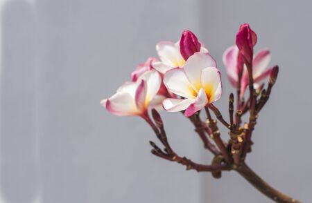 Plumeria in the public park, Bangkok Thailandの写真素材