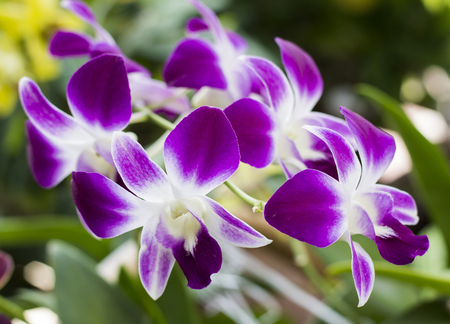 Orchids flower in the public park, Bangkok Thailand.の写真素材