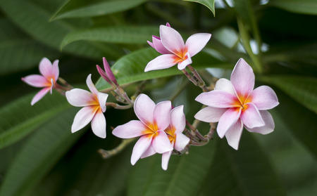 Plumeria in the public park, Bangkok Thailandの写真素材