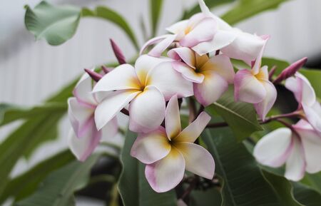 Plumeria in the public park, Bangkok Thailandの写真素材