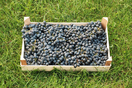 blue grapes bunches in wooden box over green grassの写真素材