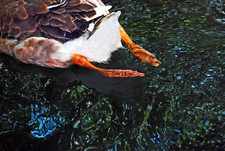 duck orange swimming away over dark waterの写真素材