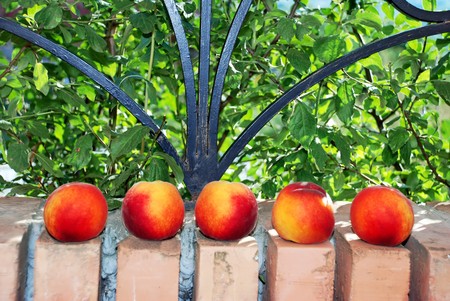 fresh rape appetizing peach row on brick fenceの写真素材