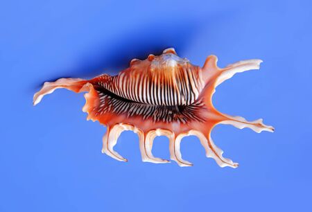 large orange sea shell over blue backgroundの写真素材