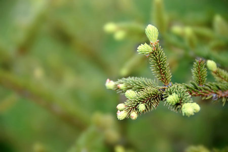 young green fir branch at spring over green blur background