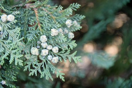 young green thuja branch at spring over green blur backgroundの写真素材
