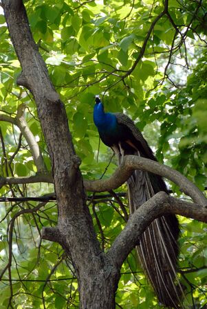 blue male peacock sitting on tree branch outdoorの写真素材