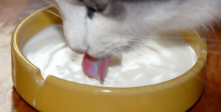 white cat tongue closeup over yellow drinking milkの写真素材