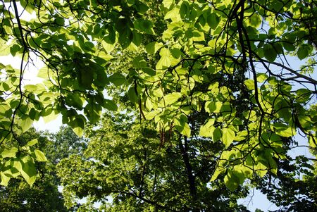sunny green leaves background, sun through forestの写真素材