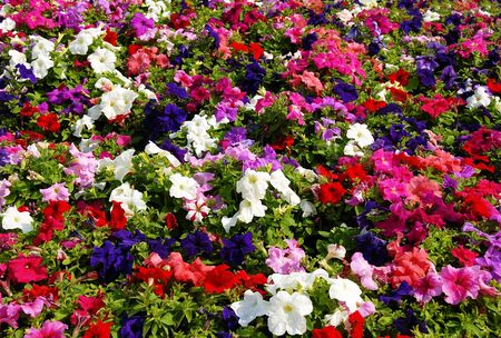 colorful blooming flowers field background, petuniaの写真素材