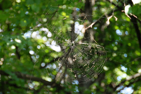 spider web over blur green natural background