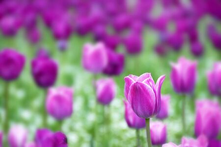 purple  tulips natural floral backgrounds outdoorの写真素材