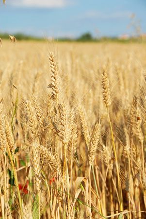 yellow wheat field landscape with plant detailsの写真素材