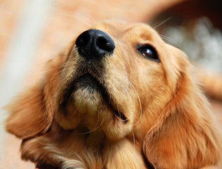 Golden retriever noseの写真素材