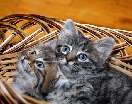 two cute small kitten in punnet indoorの写真素材