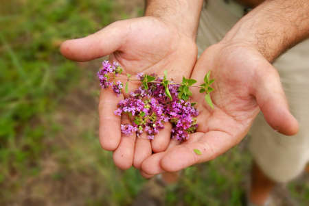 wild thyme flowers in male hands closeupの写真素材