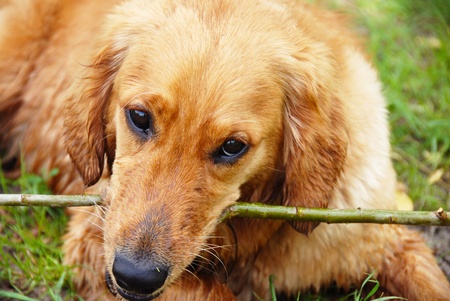 wet golden retriever dog portrait with stick in teethの写真素材