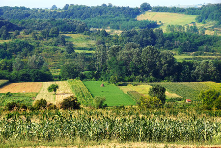 yellow fields and green meadows of rural Serbia