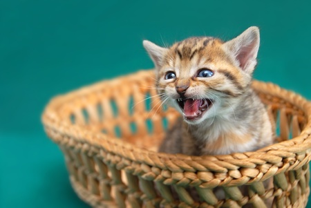 adorable baby cat in basket with opened mouth mewsの写真素材