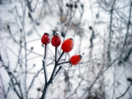 winter ice crystals on frozen dog-rose branch closeup outdoor at winterの写真素材