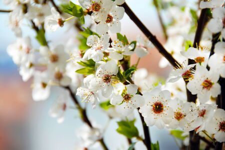 spring white blooming plum blossom flowers backgroundの写真素材